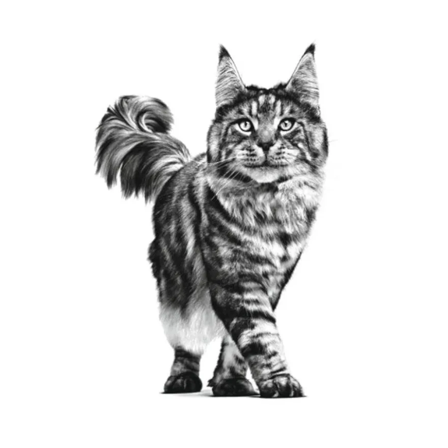Royal Canin Veterinary Renal ração para gatos