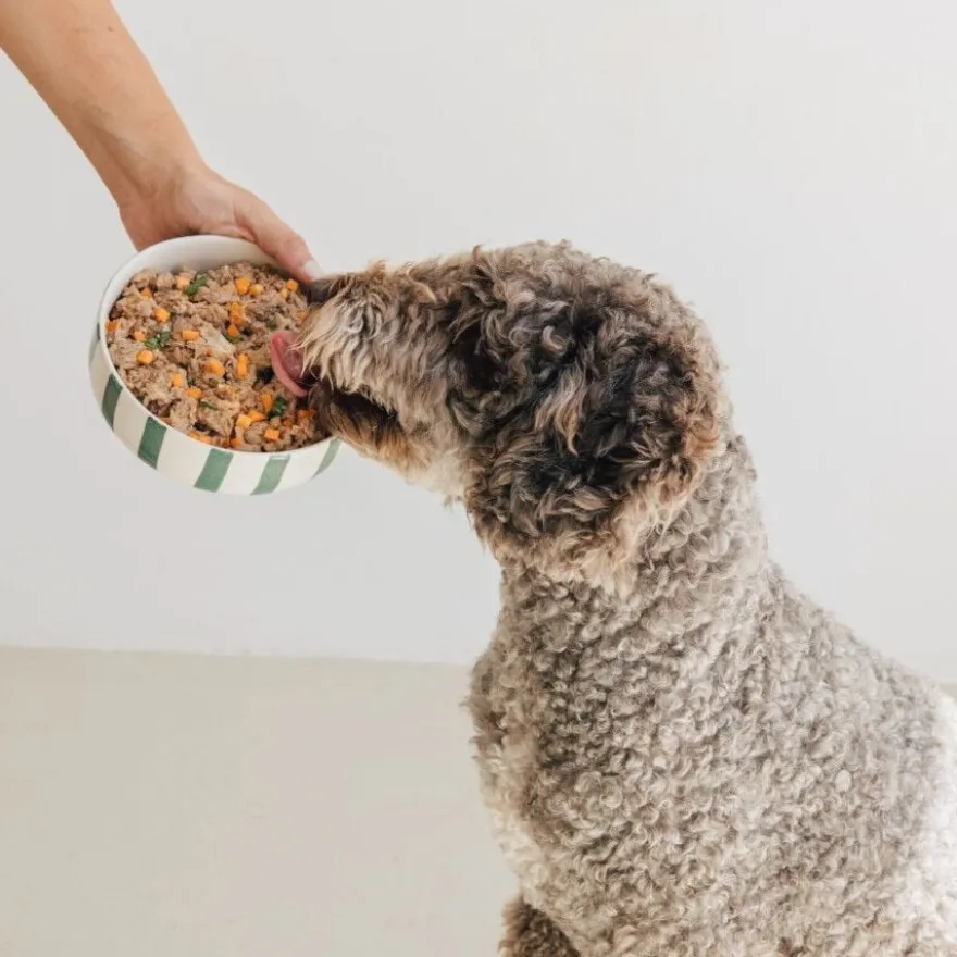 Wild Balance comida húmida BARF natural de porco para cães